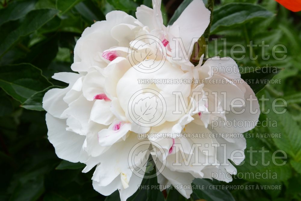 Paeonia Gardenia (Peony) 3 