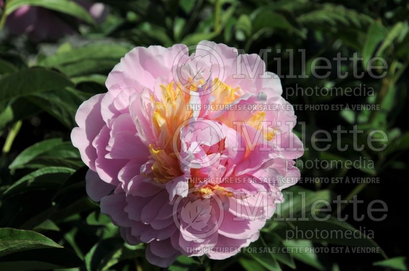 Paeonia Garden Parfait (Peony) 1 