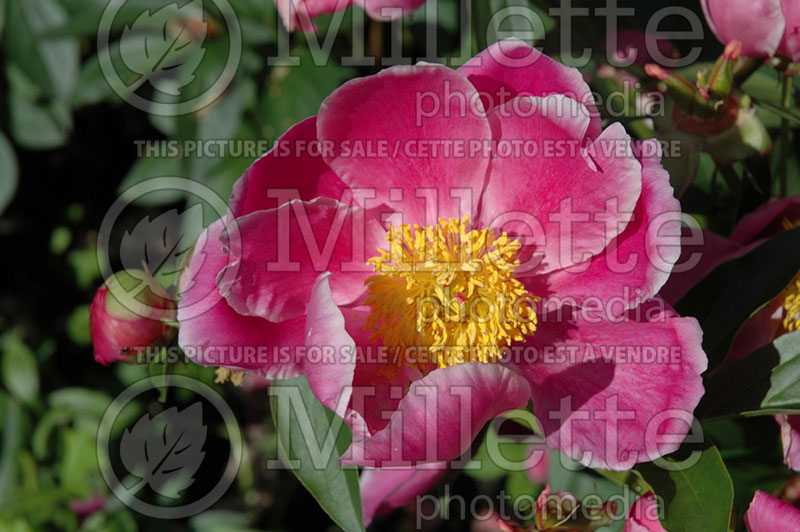 Paeonia Garden Princess (Peony) 1