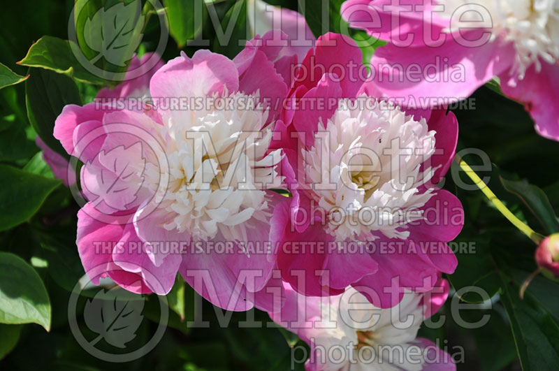 Paeonia Gay Paree (Peony) 1 