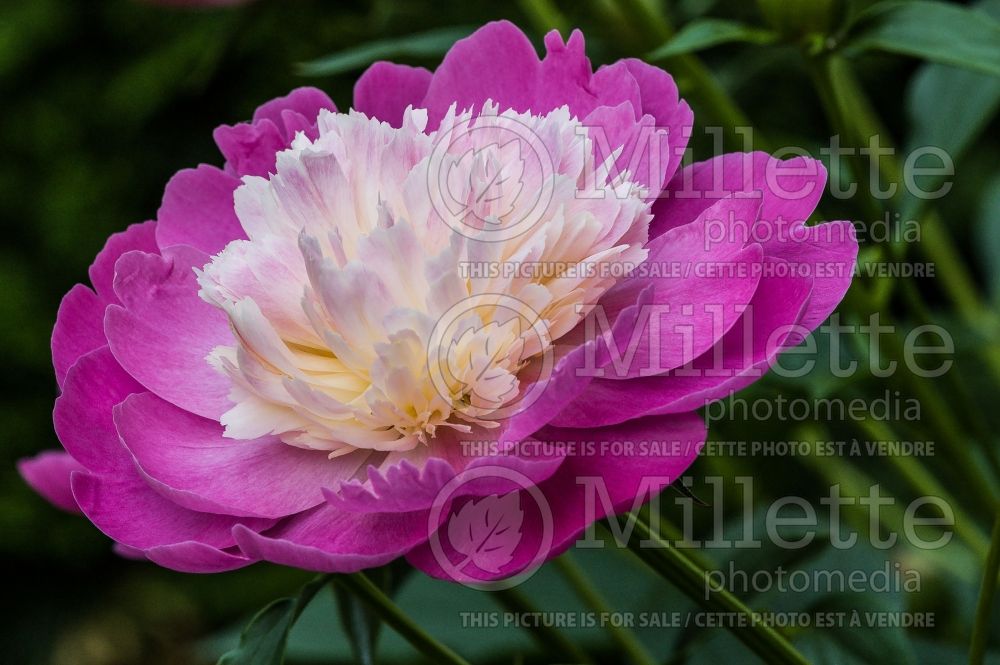 Paeonia Gay Paree (Peony) 3 