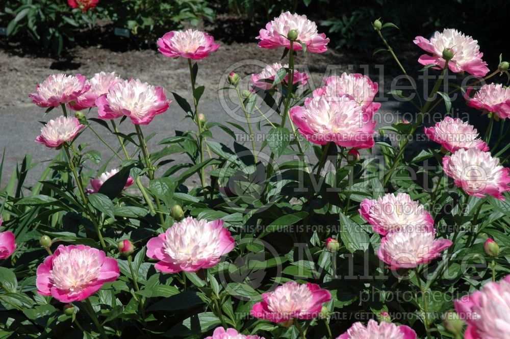 Paeonia Gay Paree (Peony) 2 