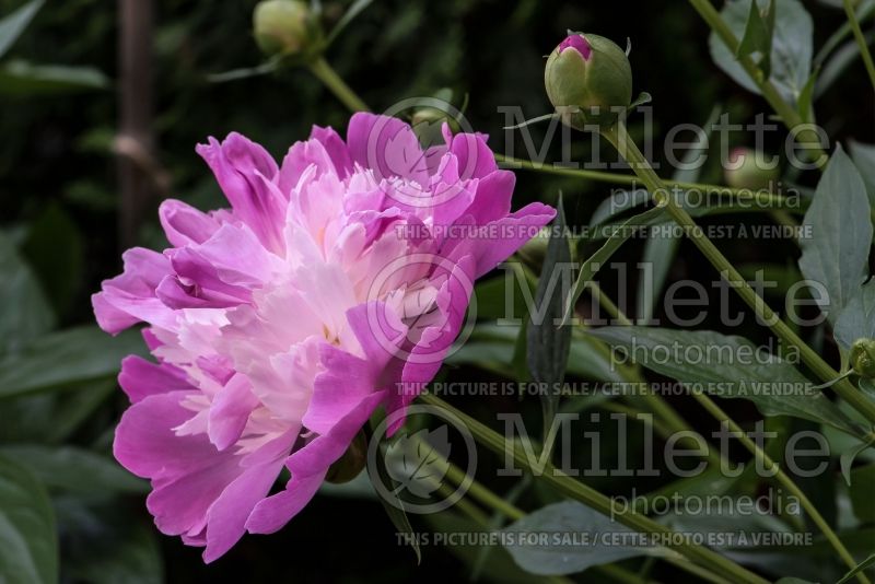 Paeonia Gay Paree (Peony) 4