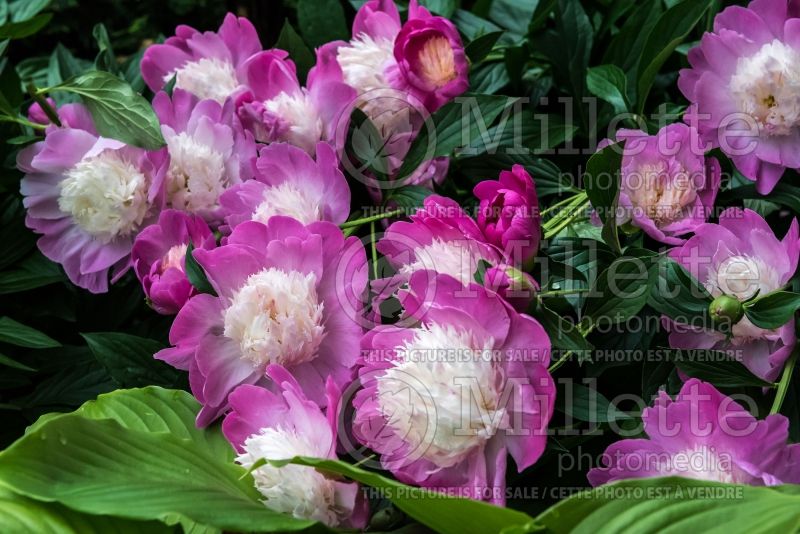 Paeonia Gay Paree (Peony) 5