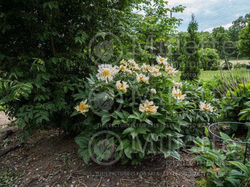 Paeonia Green Lotus (Peony) 3 