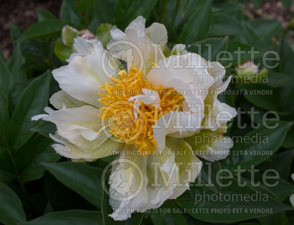 Paeonia Green Lotus (Peony) 4 