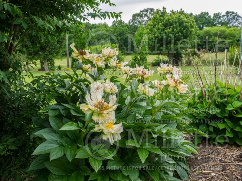 Paeonia Green Lotus (Peony) 2 