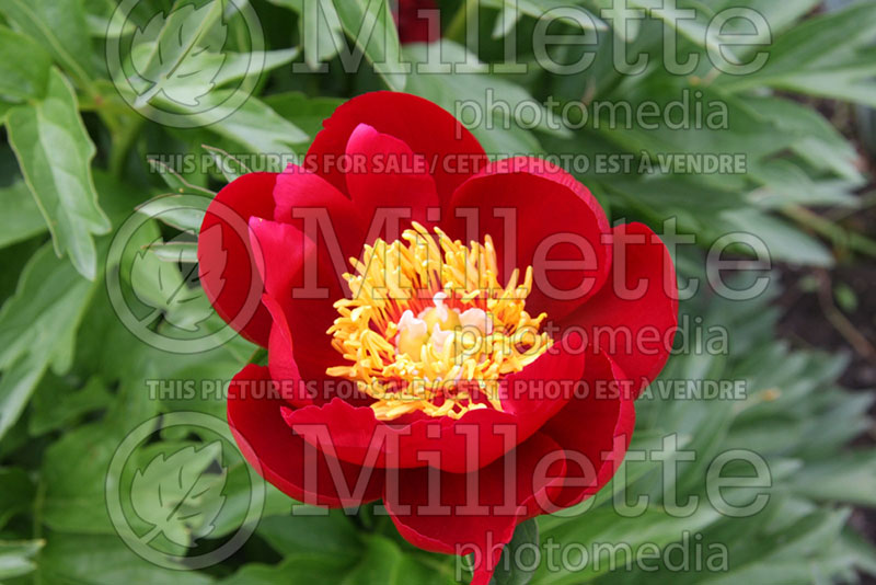 Paeonia Illini Warrior (Peony) 1