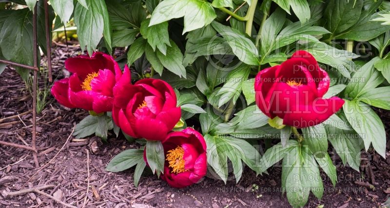 Paeonia Illini Warrior (Peony) 5