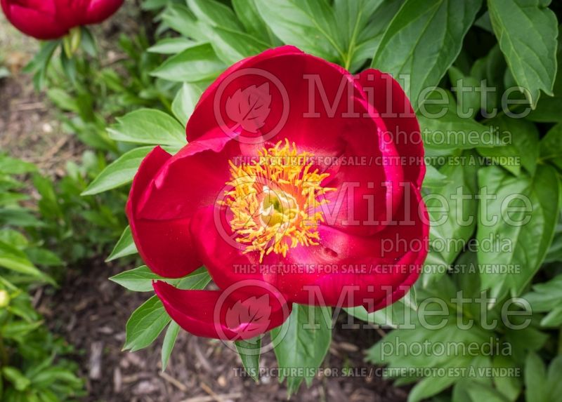 Paeonia Illini Warrior (Peony) 6