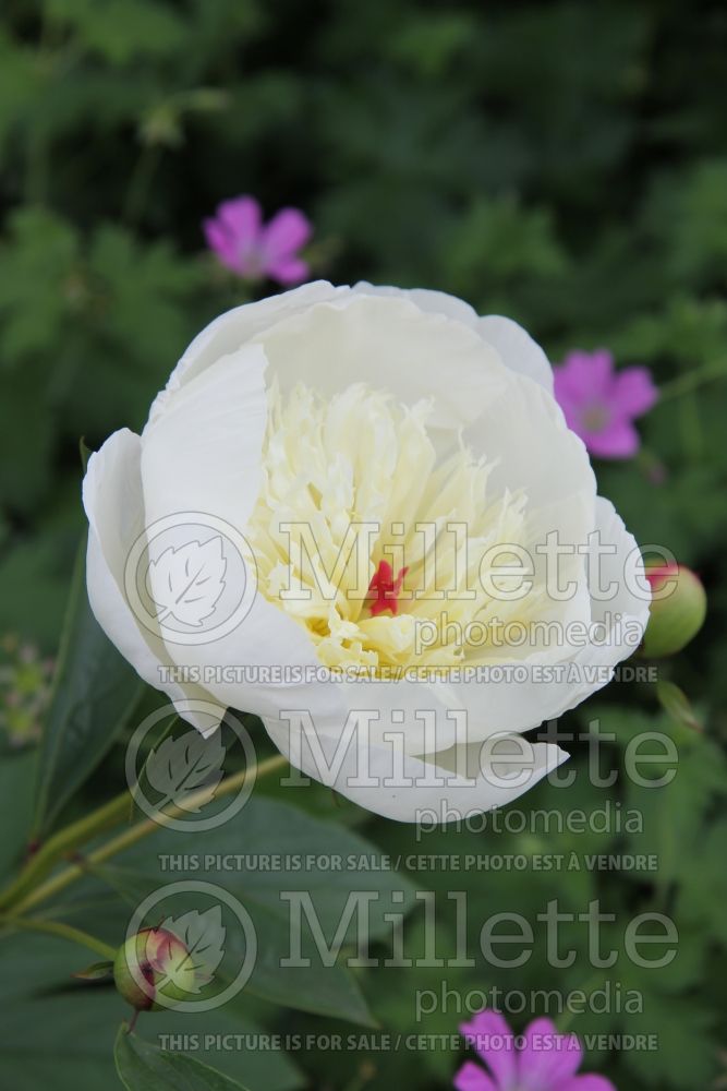 Paeonia Immaculee (Peony) 2  