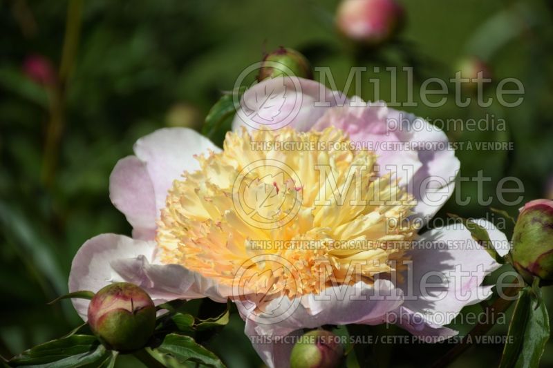 Paeonia Irene May Gilbert (Peony) 1 