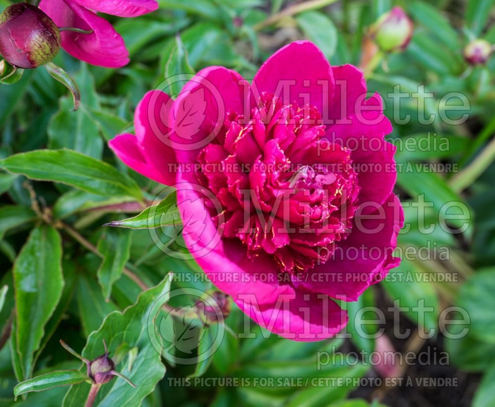 Paeonia Japanese Beauty (Peony) 1