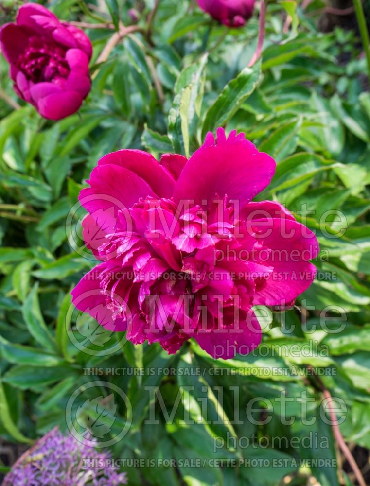 Paeonia Japanese Beauty (Peony) 2