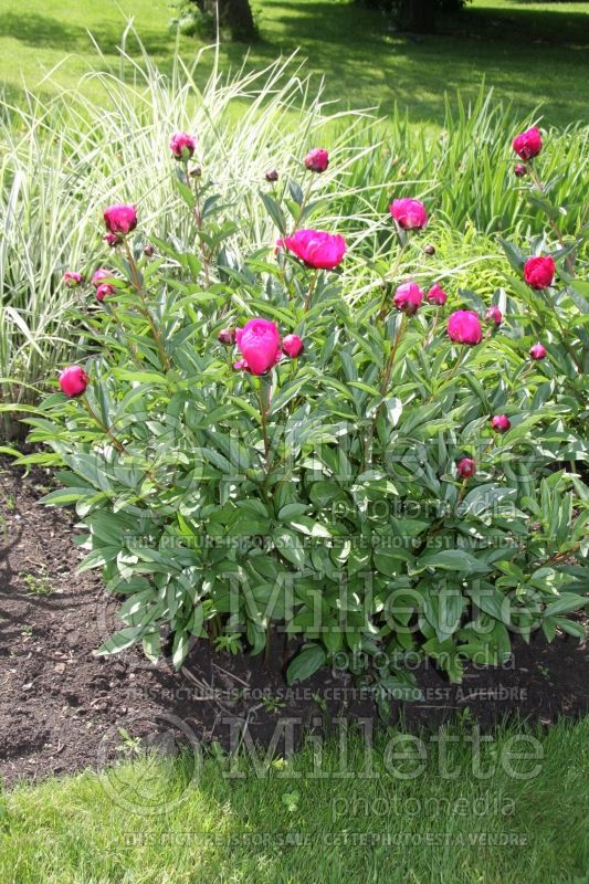 Paeonia Kansas (Peony) 3 