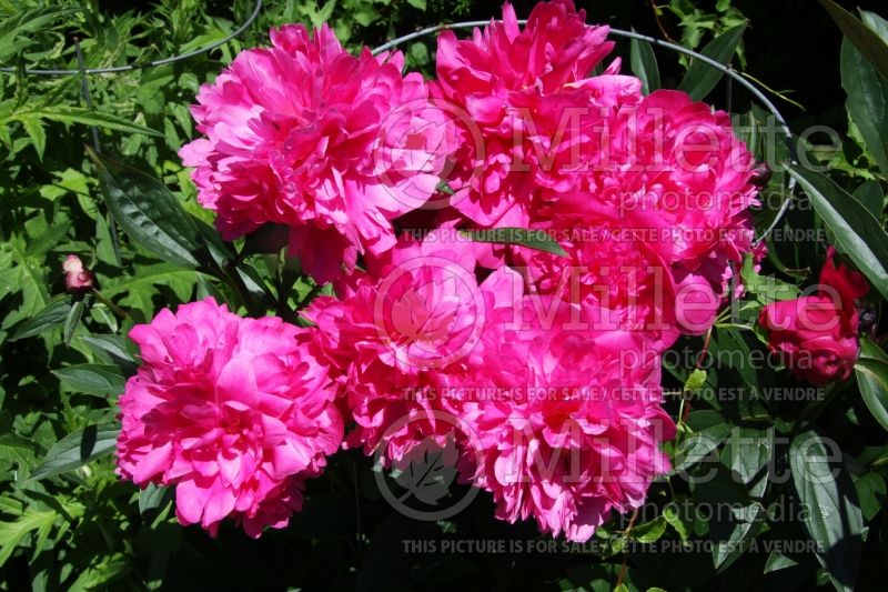 Paeonia Kansas (Peony) 4 