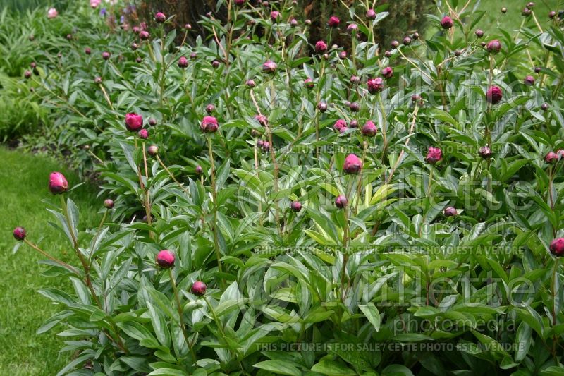 Paeonia Kansas (Peony) 2 