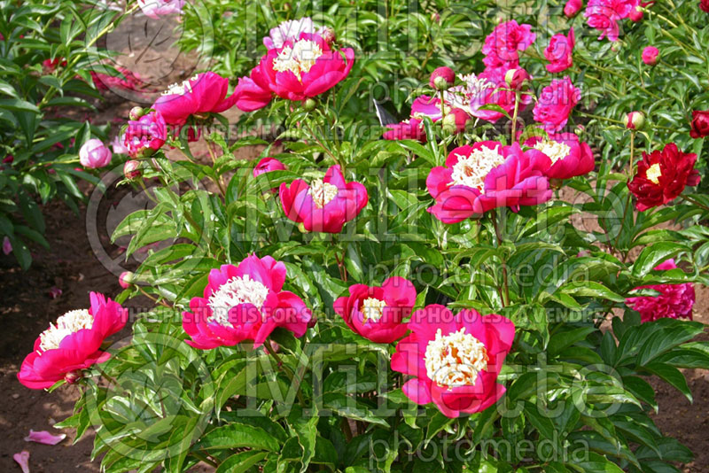 Paeonia Karen Gray (Peony) 1