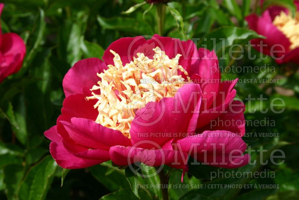 Paeonia Karen Gray (Peony) 2