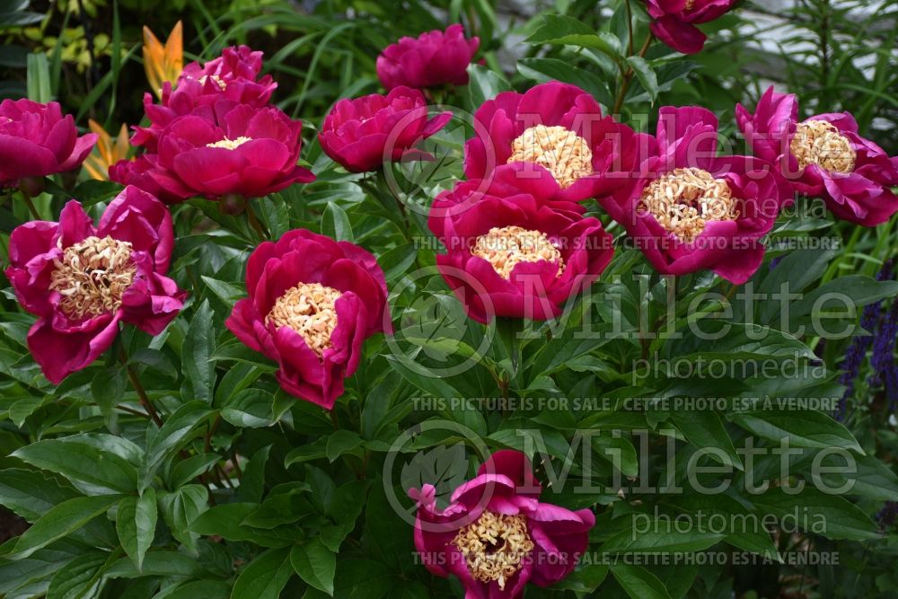 Paeonia Karen Gray (Peony) 4