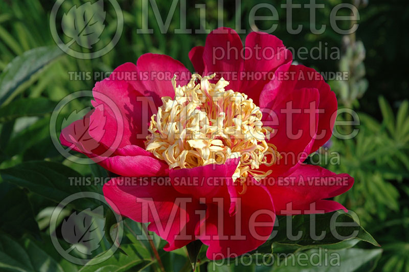 Paeonia Karen Gray (Peony) 3