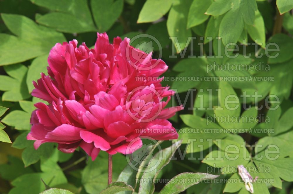 Paeonia Karl Rosenfield (Peony) 6 