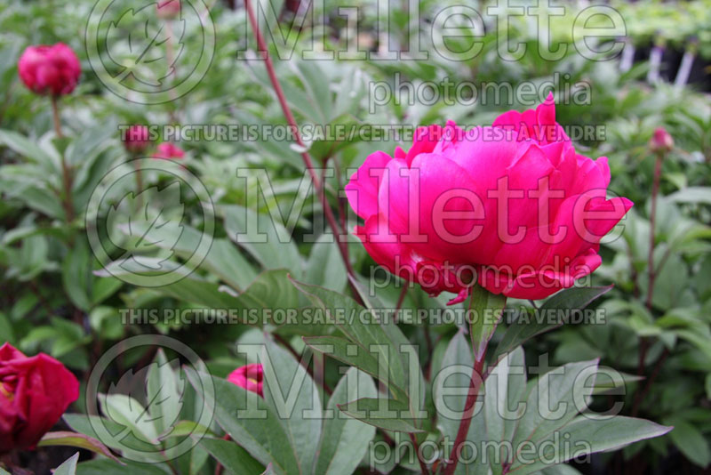 Paeonia Karl Rosenfield (Peony) 3 