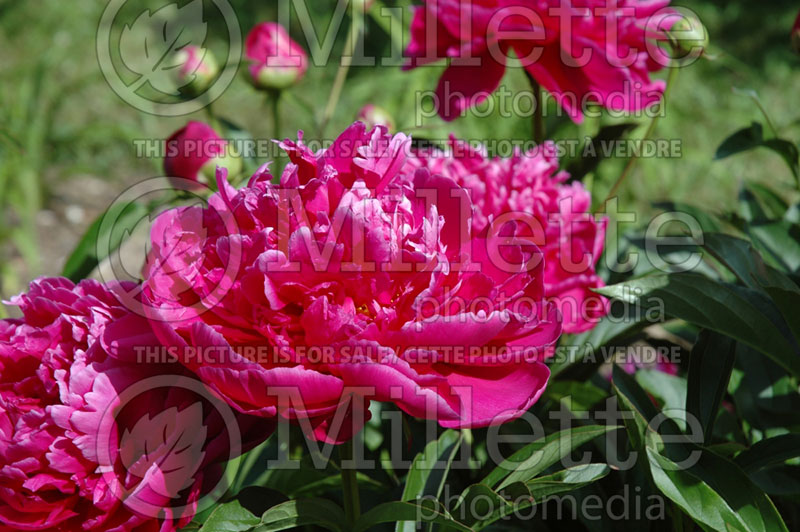 Paeonia Karl Rosenfield (Peony) 5 