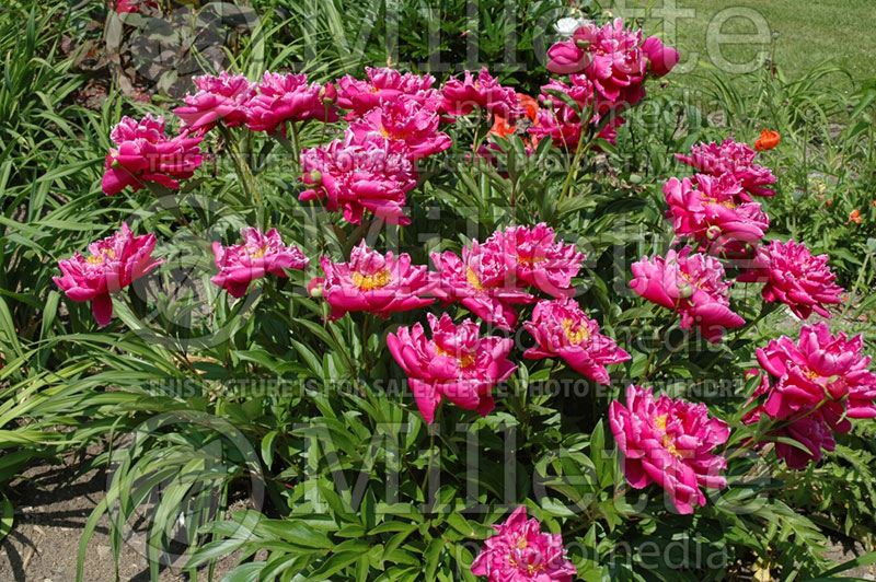 Paeonia Karl Rosenfield (Peony) 4 