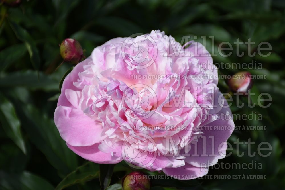 Paeonia Kelway's Lovely (Peony) 1 