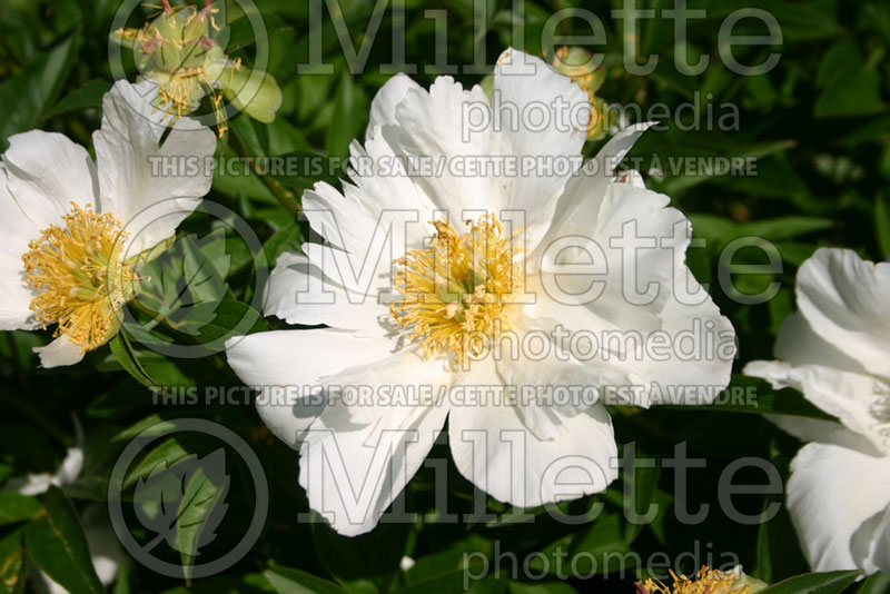 Paeonia Krinkled White (Peony) 2 