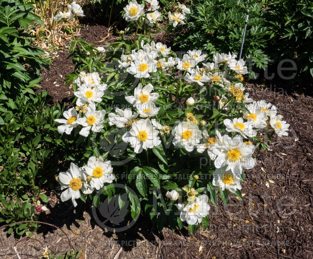 Paeonia Krinkled White (Peony) 13 