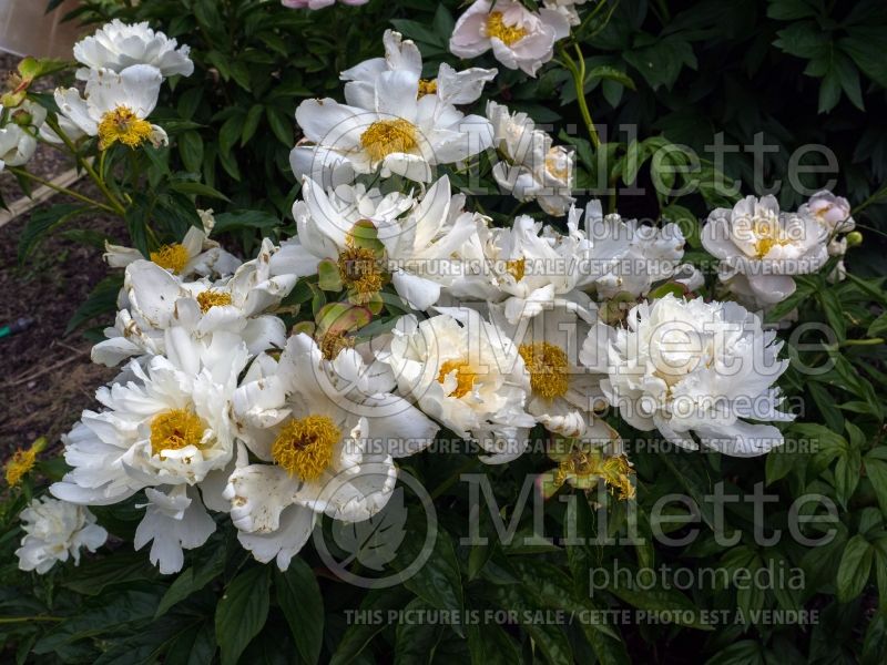 Paeonia Krinkled White (Peony) 8 