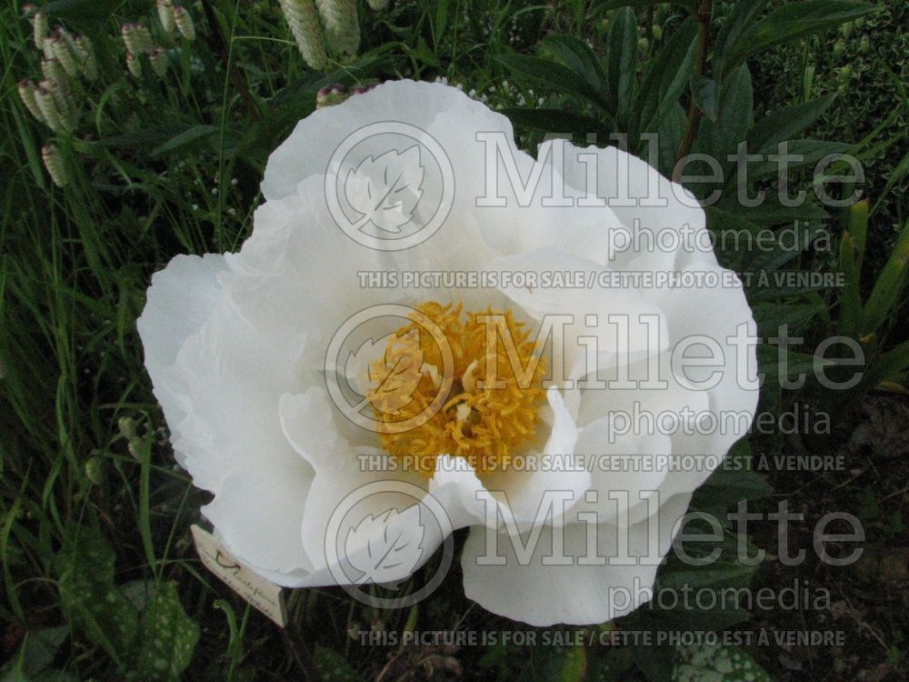 Paeonia Krinkled White (Peony) 3 