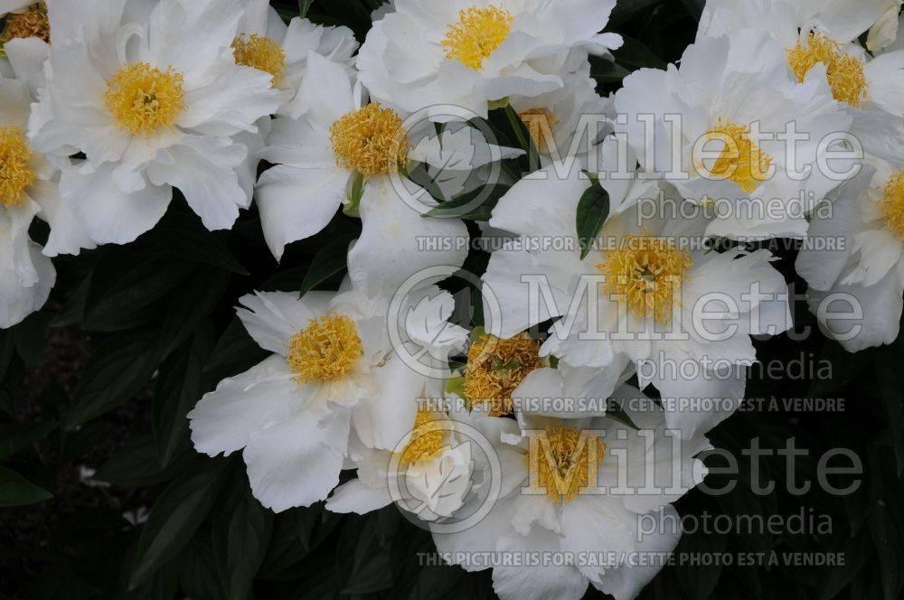 Paeonia Krinkled White (Peony) 6 