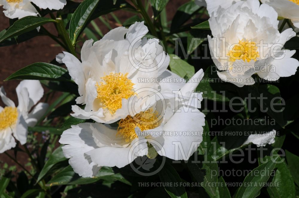 Paeonia Krinkled White (Peony) 7 