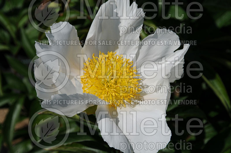 Paeonia Krinkled White (Peony)  4