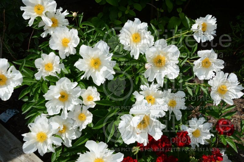 Paeonia Krinkle White (Peony) 10 