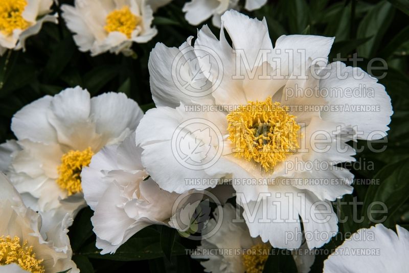 Paeonia Krinkled White (Peony) 12 