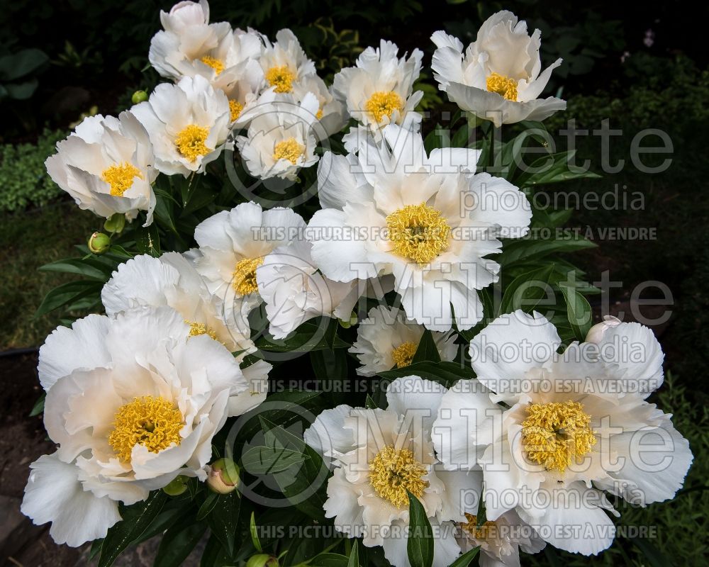 Paeonia Krinkled White (Peony) 11 