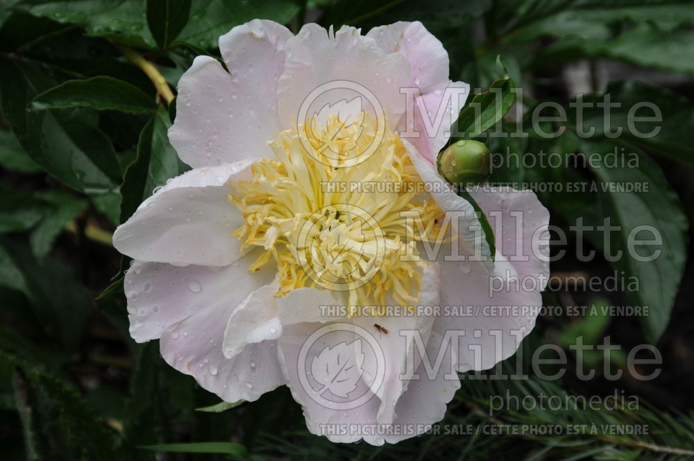 Paeonia Kukeni Jishi (Peony) 1 