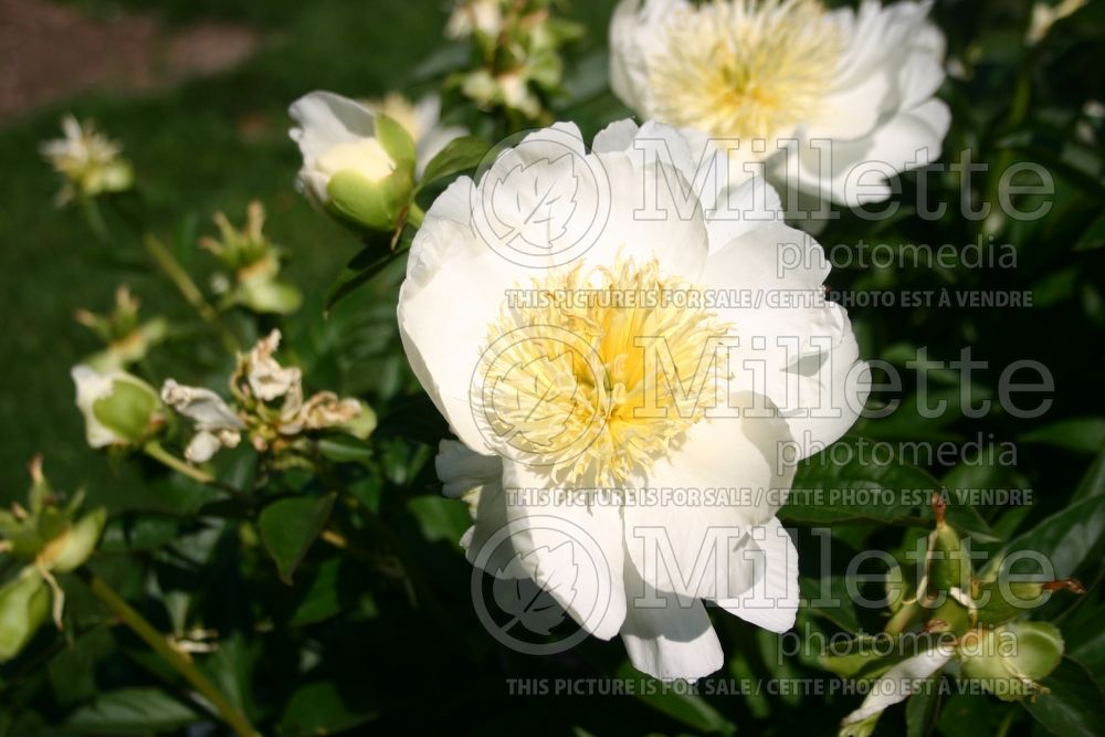 Paeonia Laura Treman (Peony) 1