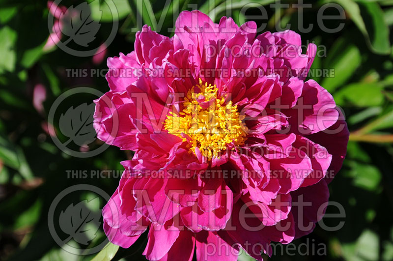 Paeonia L'Eclatante (Peony) 1 