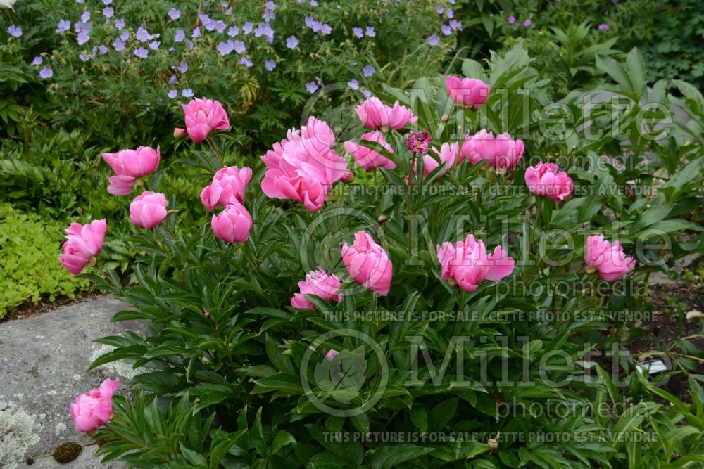 Paeonia Little Medicine Man aka Fen Yu Nu aka Dancing Butterflies (Peony) 2