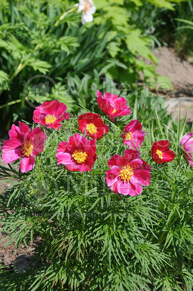 Paeonia Little Red Gem (Peony) 5 