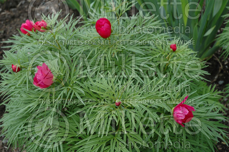 Paeonia Little Red Gem (Peony) 3 