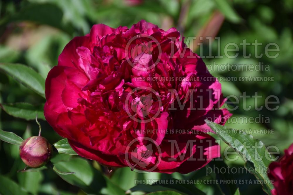 Paeonia Longfellow (Peony) 1