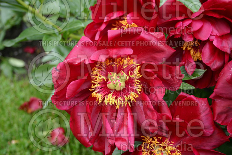 Paeonia Lora Dexheimer (Peony) 1