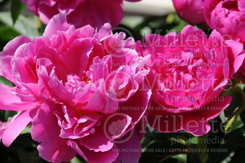 Paeonia Magenta Moon (Peony) 1 