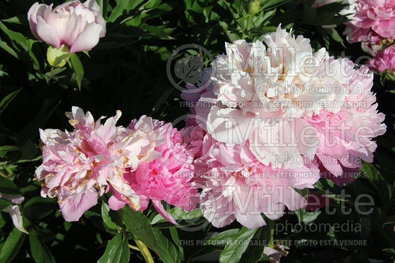 Paeonia Marietta Sisson (Peony) 1 